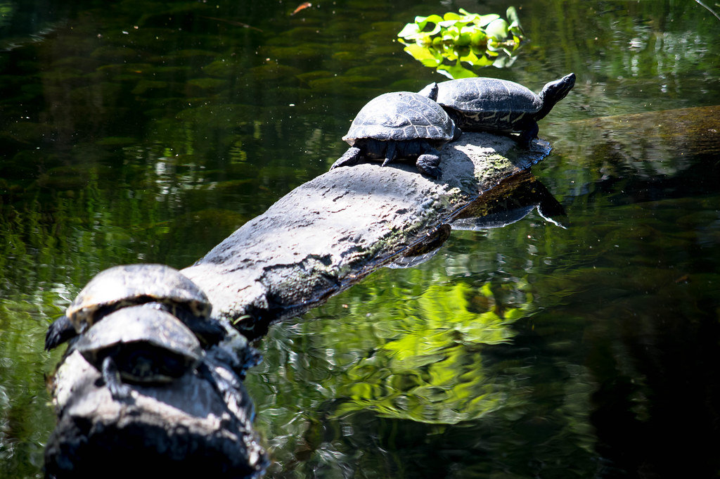 Turtles having a sunbath on a log