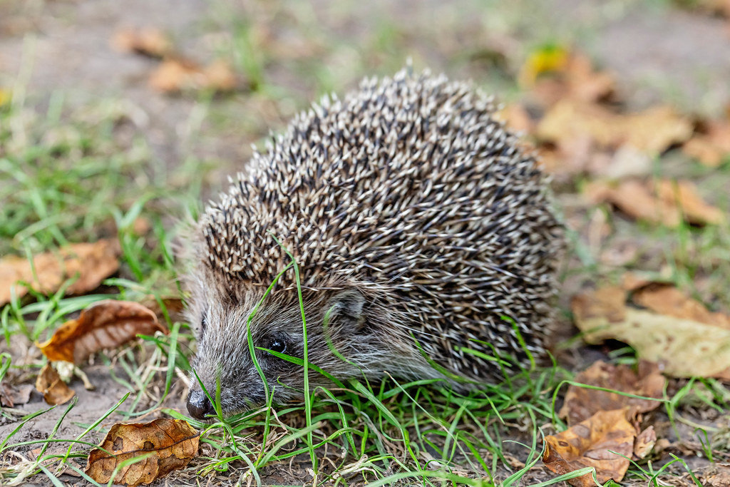Hedgehog on the grass with fallen autumn leaves