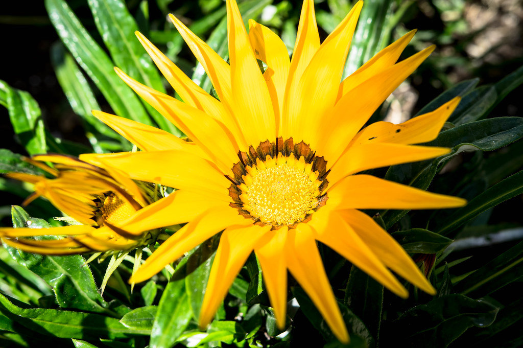Close up of a birght yellow flower