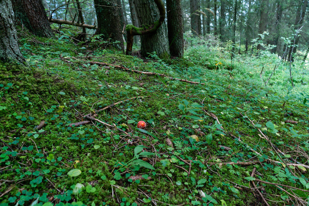 Death cup (amanita) bright red mushroom in green field amid Swiss forrest