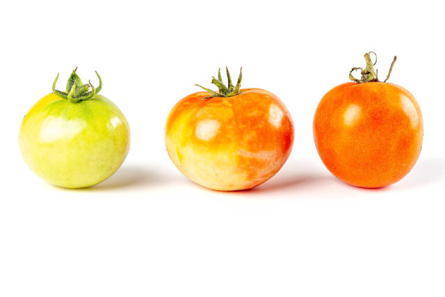 Three tomatoes of different colors