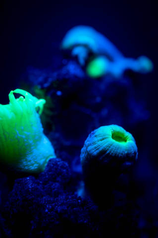 Close-up of neon color corals