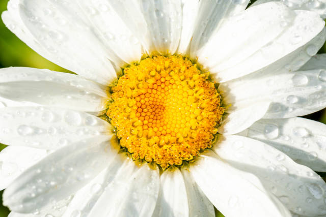 Chamomile flower with white petals in drops of rain, close-up