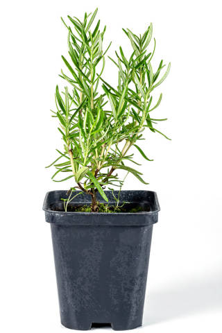 Rosemary bush in a flower pot on a white background