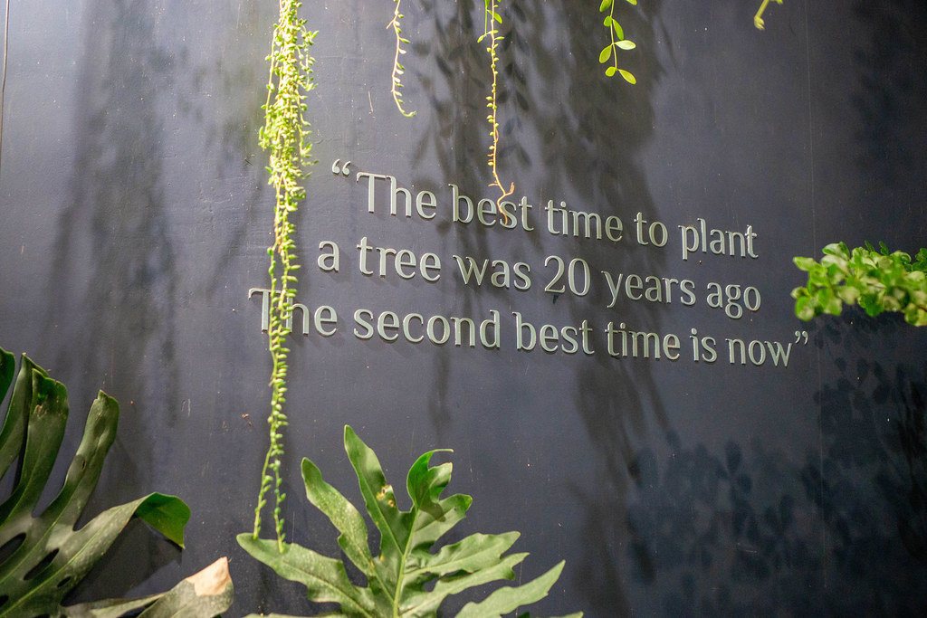 Der Spruch The best time to plant a tree was 20 years ago. The second best time is now an einer Wand mit Pflanzen