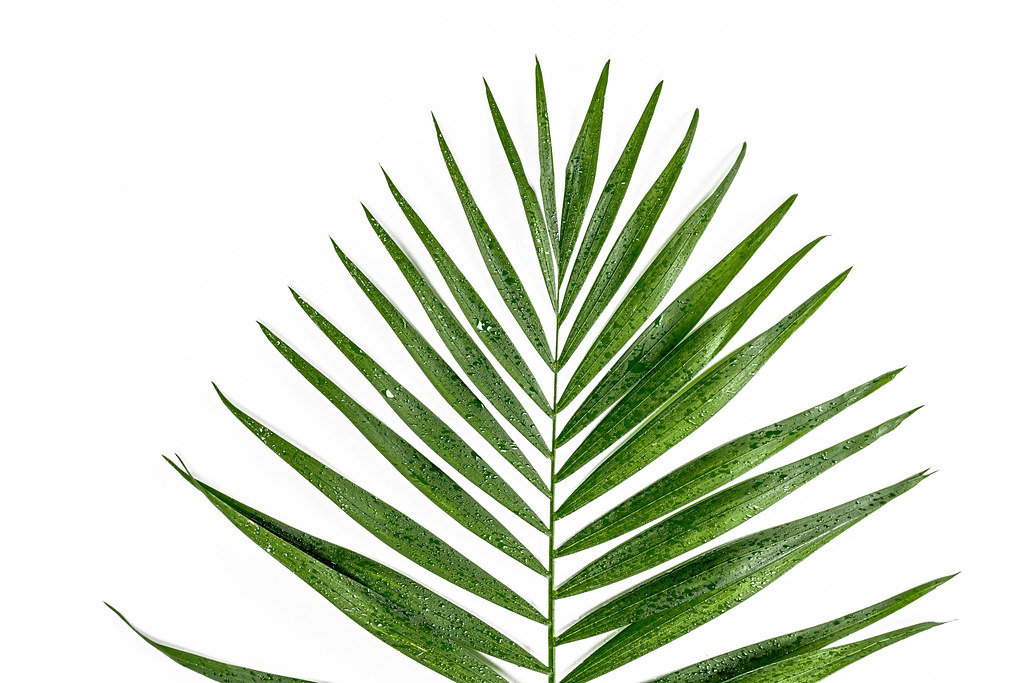 Green leaf with water drops on white background. Top view