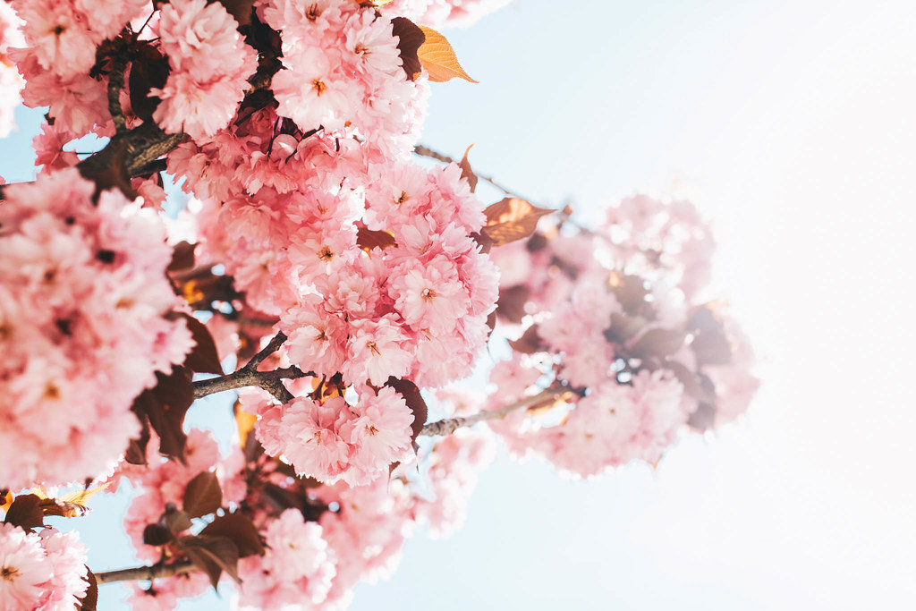 Pink spring flowers in a tree. Spring.