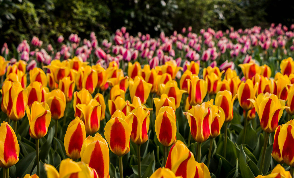 Yellow and pink tulips in Keukenhof garden