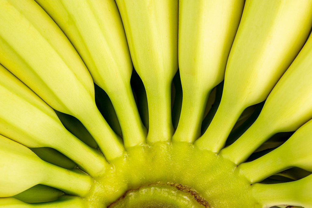 Close-up, branch of fresh bananas