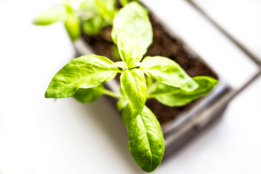 Top view of fresh basil leaves in a pot on white background