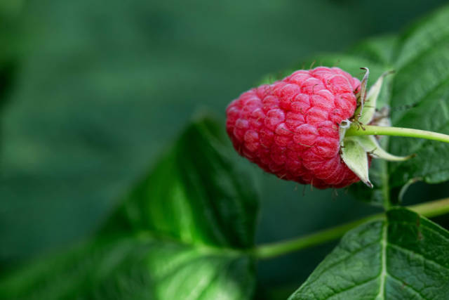 Pink ripe raspberry on a bush with green leaves