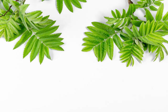 Green leaves on white. Spring background