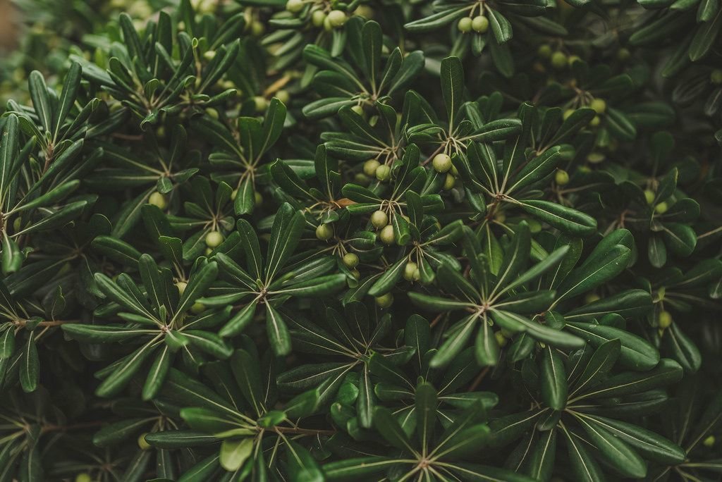 Die Kehrseite eines Baumes in Malta