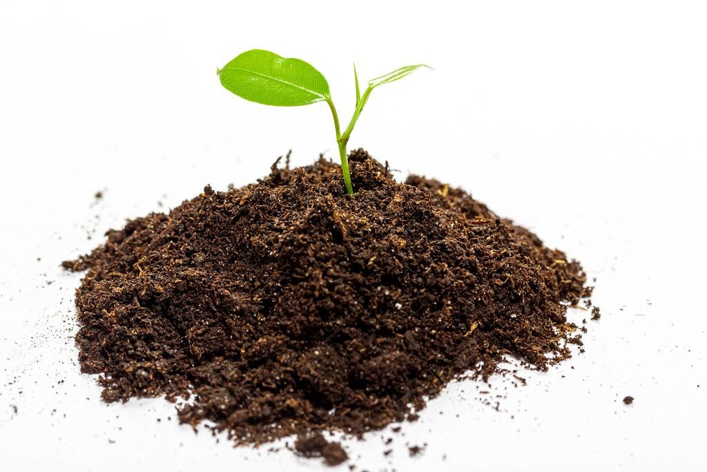 Grüner, junger Sämling in einem Erdhaufen vor weißem Hintergrund