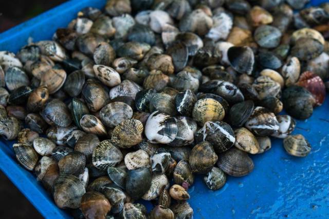Frische Muscheln, die auf einem Fischmarkt in Bacolod verkauft werden ...