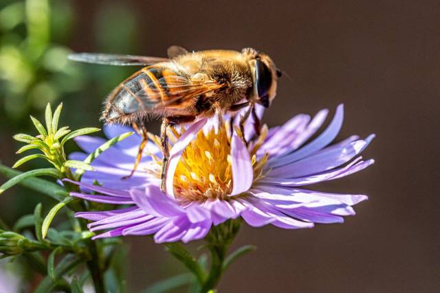 Nahaufnahme einer Biene, die eine lila Blume bestäubt