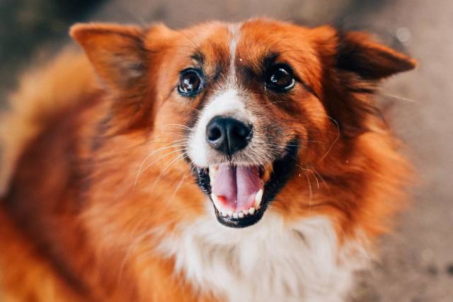 Rot-brauner kleiner Hund lächelt in die Kamera