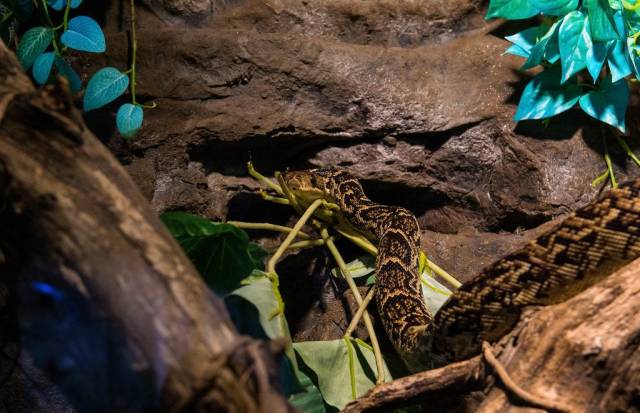 Netzpython, eine der größten Schlangen der Welt, im Tropicarium in Budapest