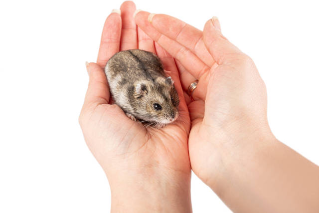 Hamster in female hands, pet care concept