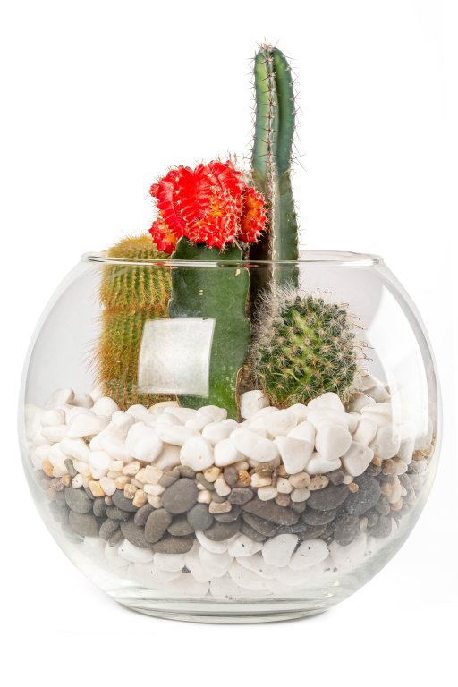 Composition of different types of cacti in a glass aquarium with stones