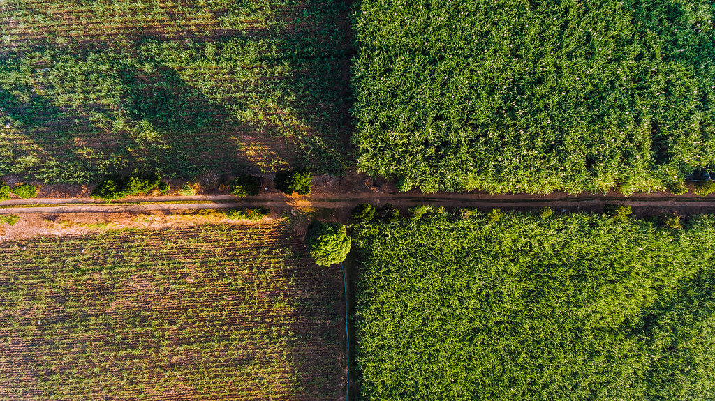 Aerial quadrant shot of sugarcane fields in Hinigaran
