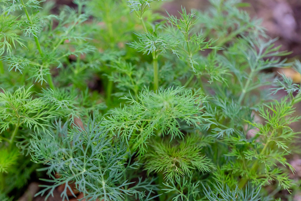 Green dill
