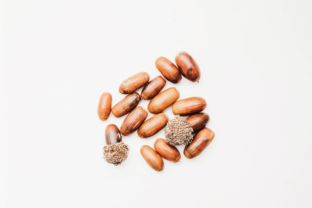 Top view of acorns on white background