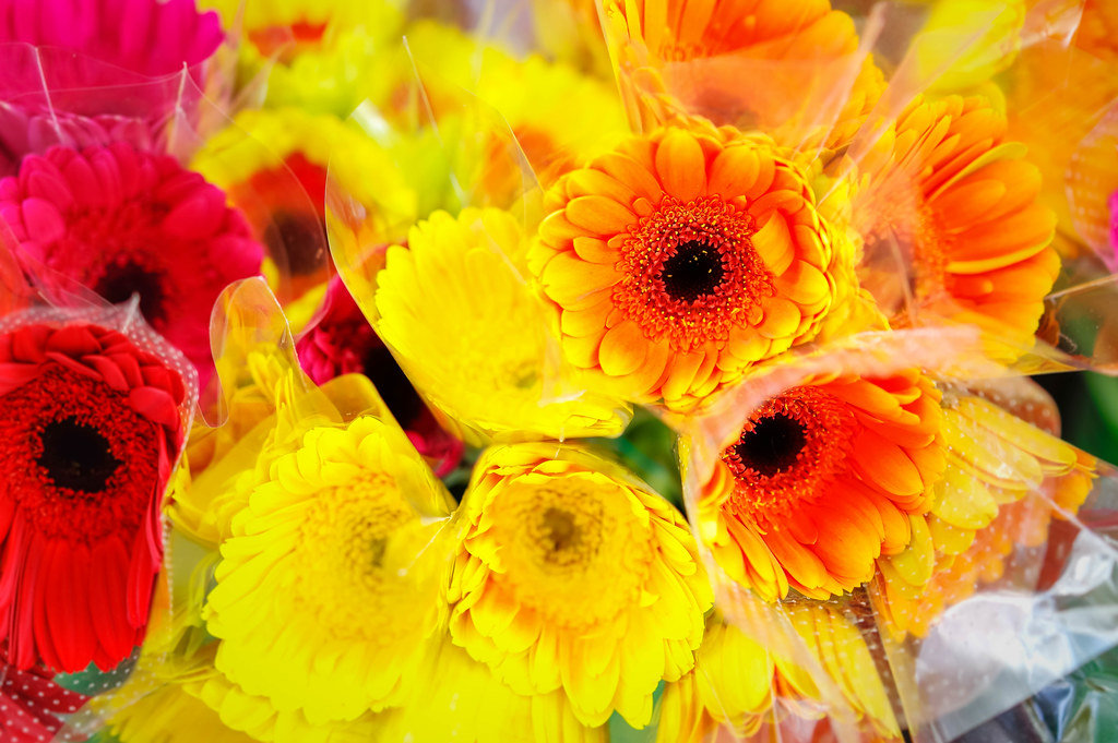 Orange and yellow gerbera flowers
