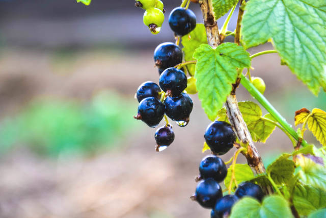 Johannisbeere mit Wassertropfen