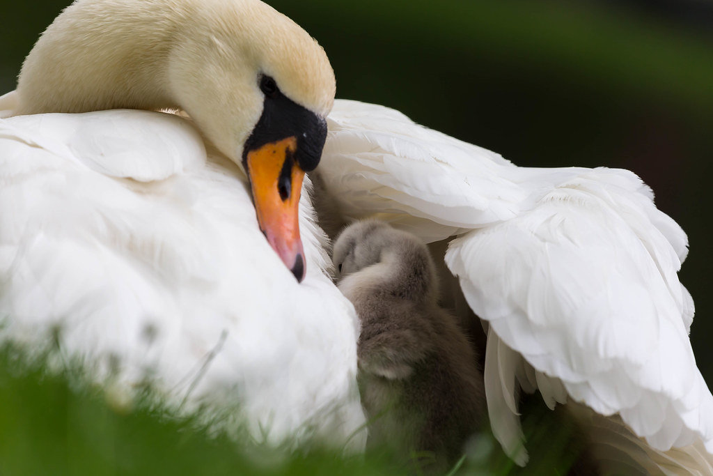 Schwanenküken unter Flügel