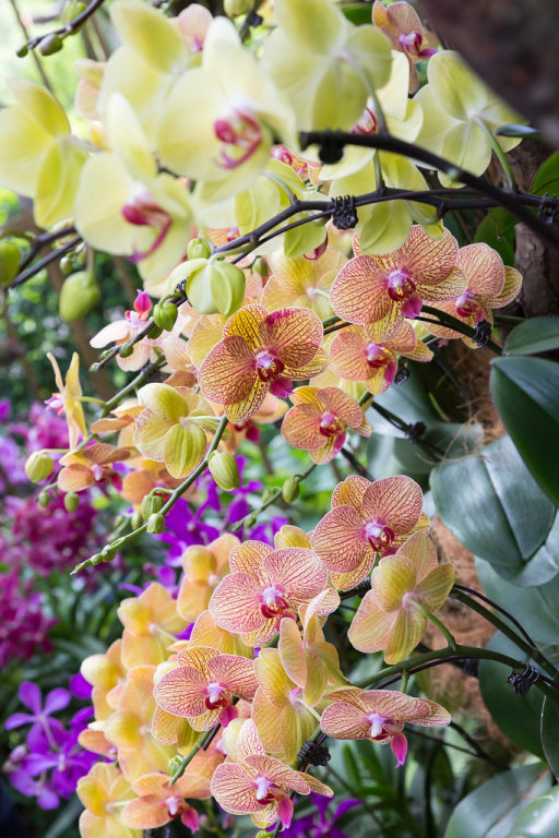 Bunte Orchideen
