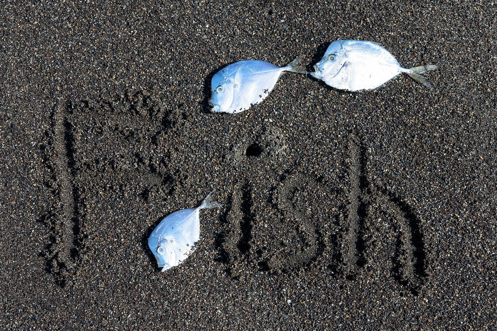 FISH  written on black sand