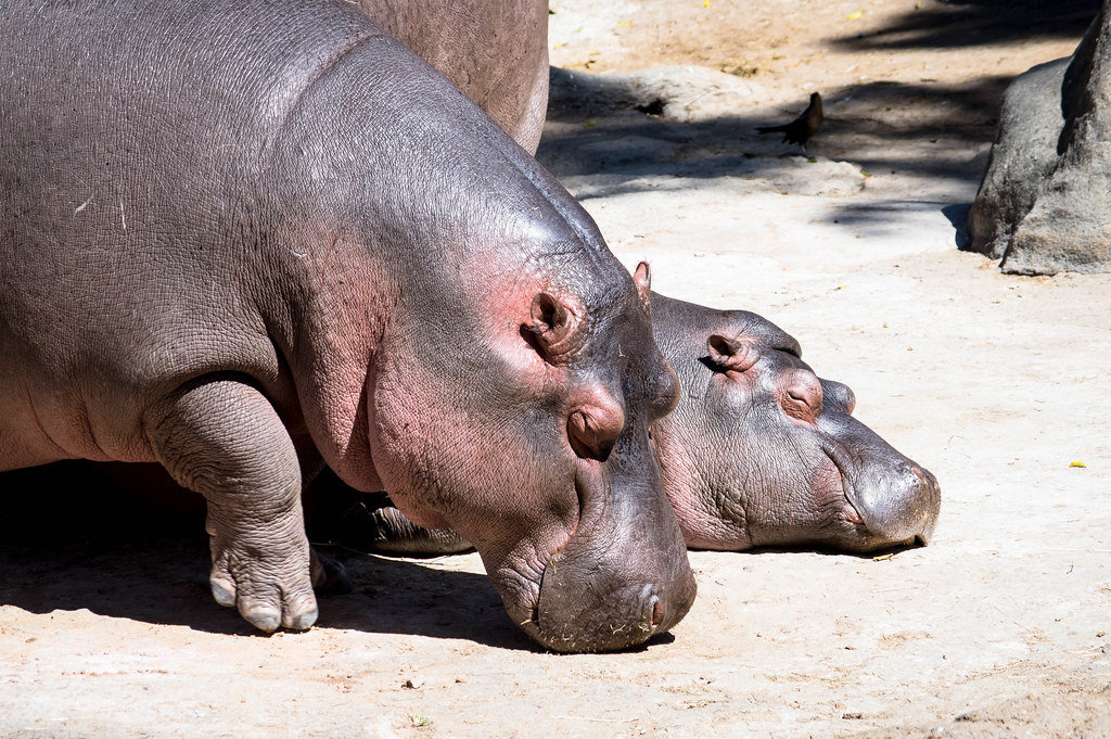 Hippopotami taking a sunbath