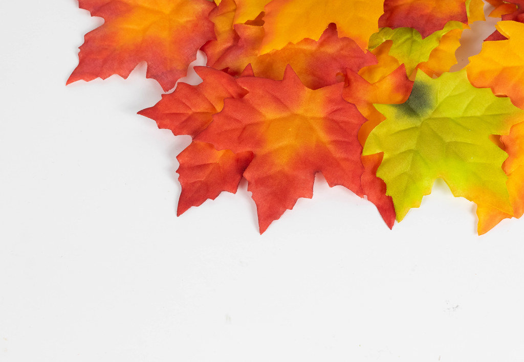 Autumn maple leaves