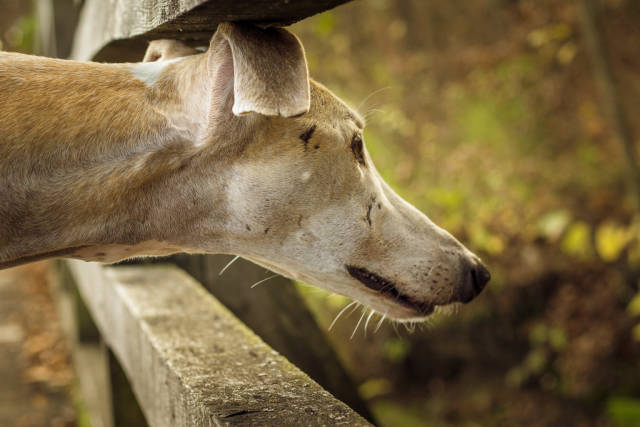 Dog watching closely at something in the forest