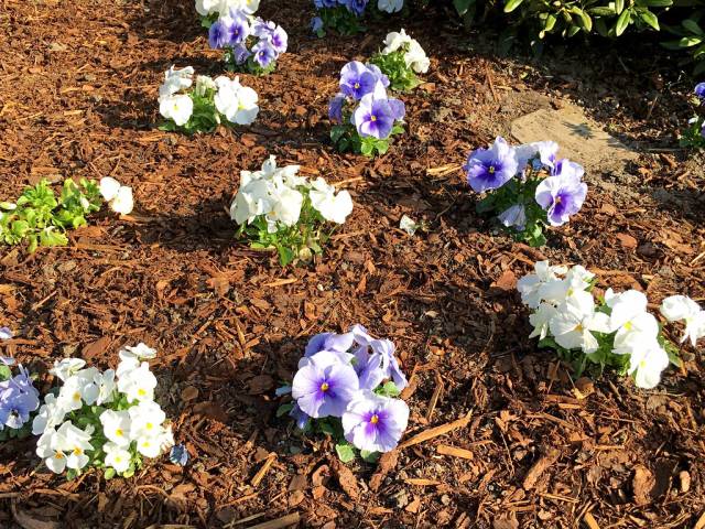 Blumenbeet im Frühling mit Stiefmütterchen