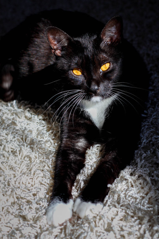 black cat with amber eyes