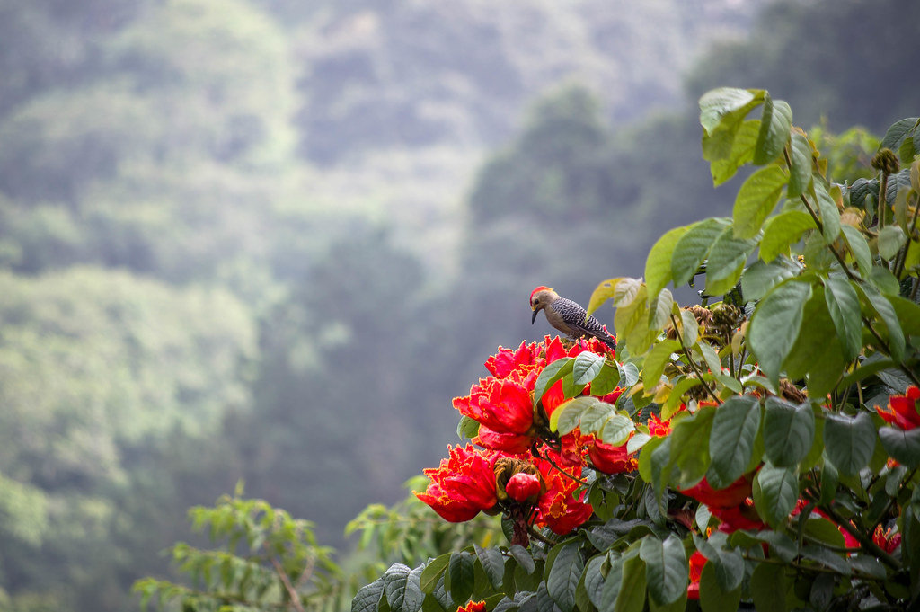 Woodpecker in the flowers