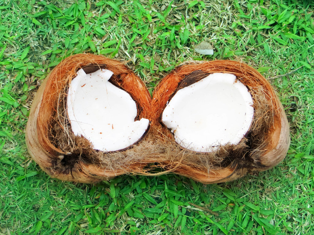 Kokosnusshälften
