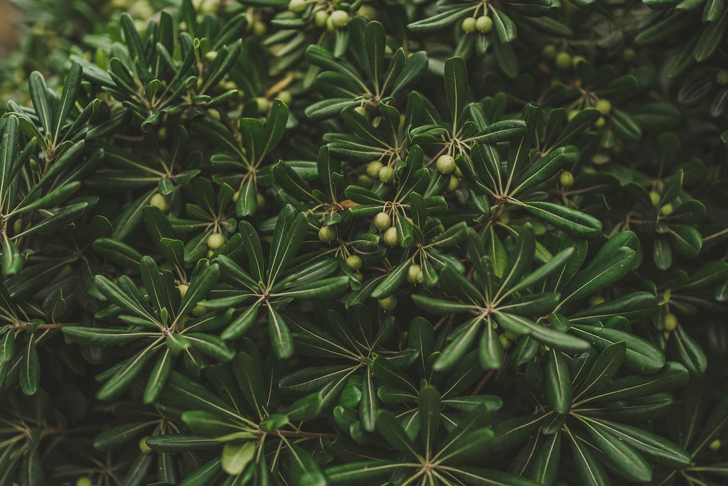 Background Of  Tree In Malta