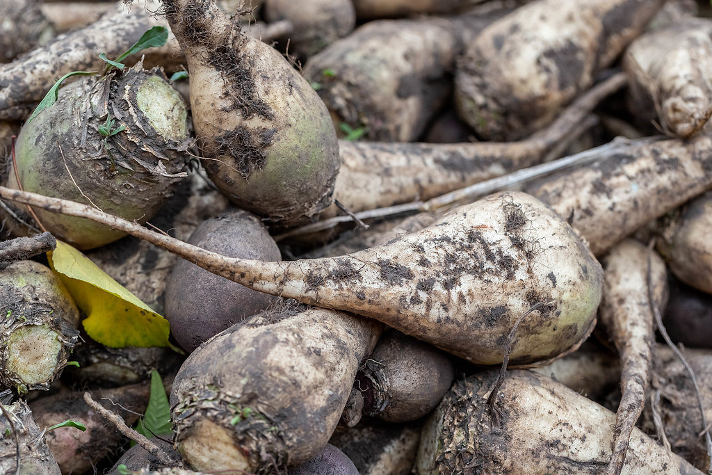 The pile of sugar beet