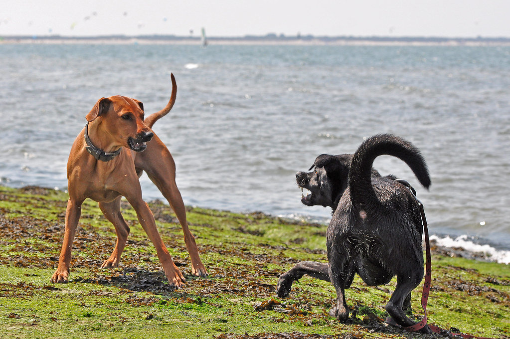 Bellende Hunde beißen nicht ;-)