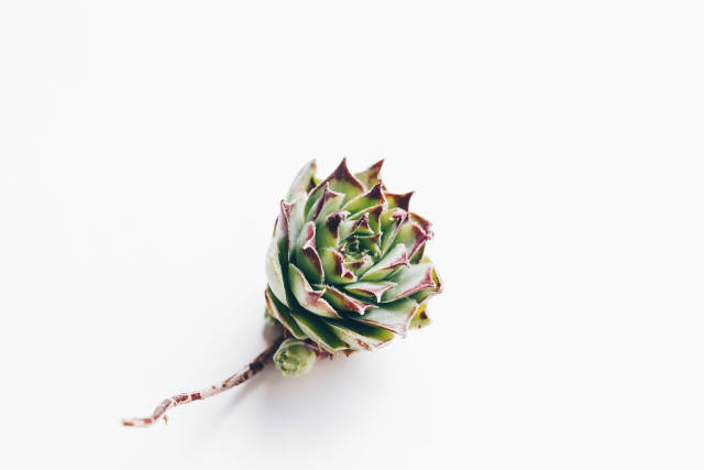 Close up of succulent flower with а root