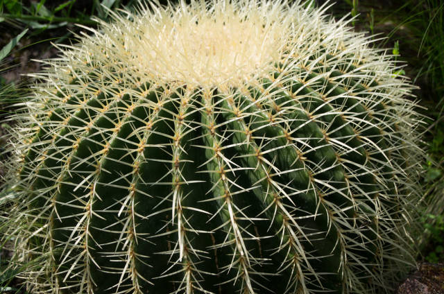 Goldkugelkaktus
