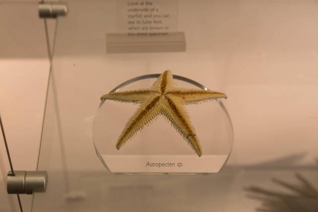 Kammsterne /  Astropecten
