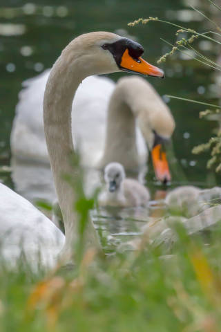 Schwäne mit Küken am Lindenthaler Kanal in Köln