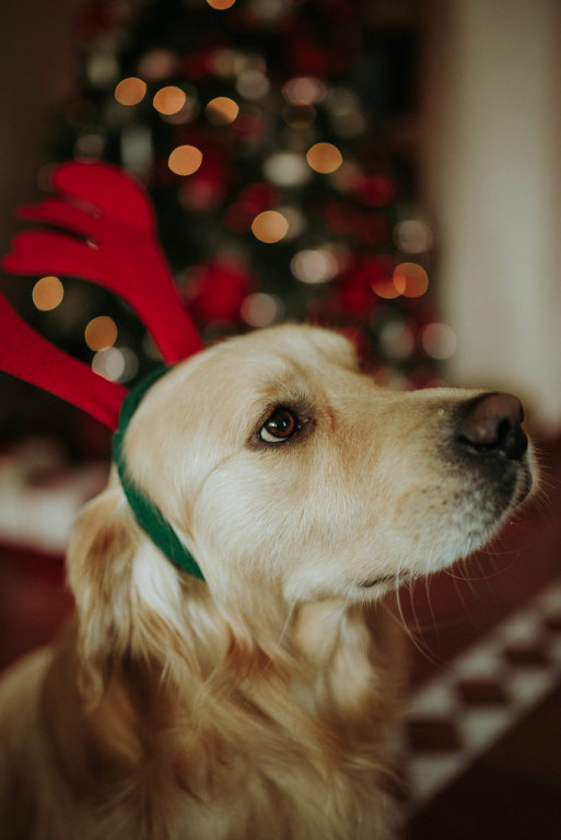 A labrador retriever with the reindeer antlers headband