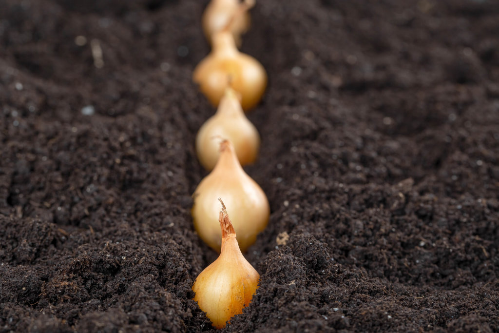 Onions are planted in a row in the soil, close up