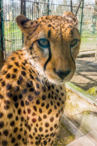 Close-up portrait shot of a cheetah at a zoo