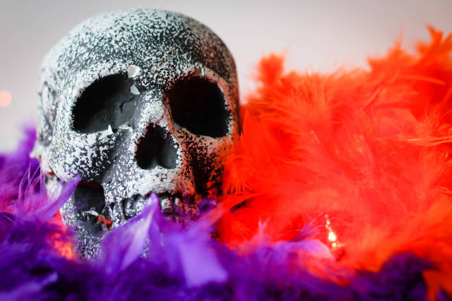 skeleton skull close-up